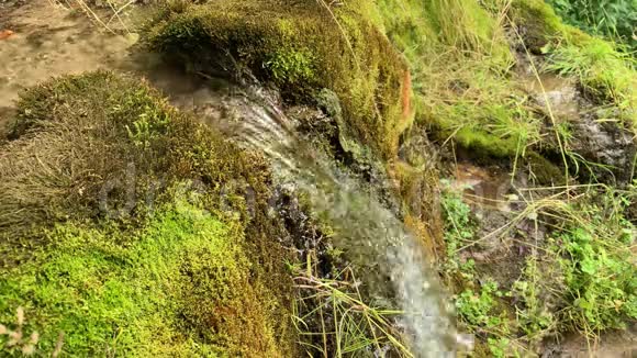 一位女游客徒步旅行者从天然的山泉中收集清澈的水从绿草和苔藓中涌出视频的预览图