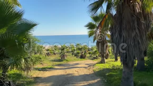 从海岸看地中海摄像机从岸上移到天空一条穿过棕榈树的路通向大海4千伏视频的预览图