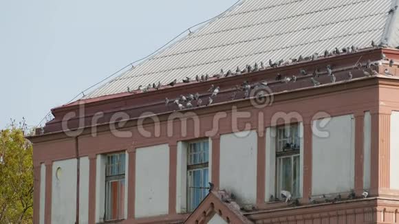 许多鸽子窝在老房子的屋顶上视频的预览图