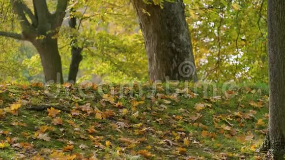 秋天公园树上落着五颜六色的叶子视频的预览图