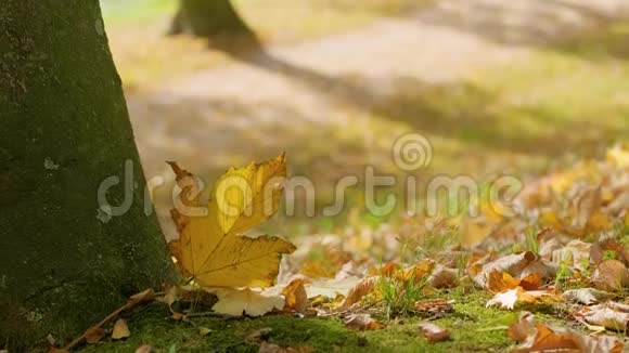 防风林在稍后的日期吹落在公园树上的落叶上视频的预览图