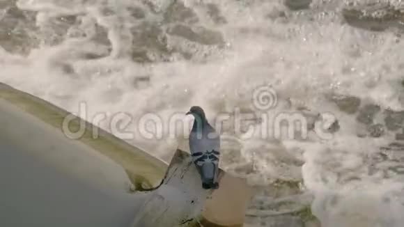 鸽子坐在暴风雨河上方的堰上视频的预览图