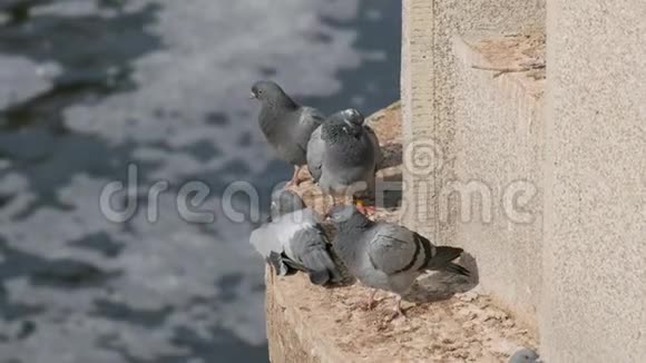鸽子坐在河边的混凝土墙上筑巢视频的预览图