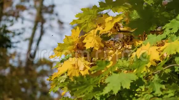 秋天树上五颜六色的叶子上吹着风视频的预览图