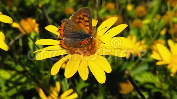 金色灌木雏菊31慢动作上的小铜蝴蝶视频的预览图