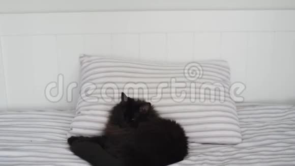 黑猫躺在床上头靠在枕头上万圣节标志视频的预览图