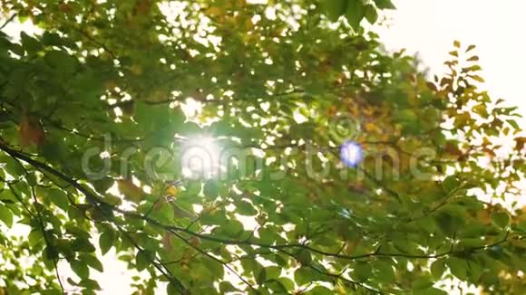 秋天阳光透过树叶照射在树枝上视频的预览图