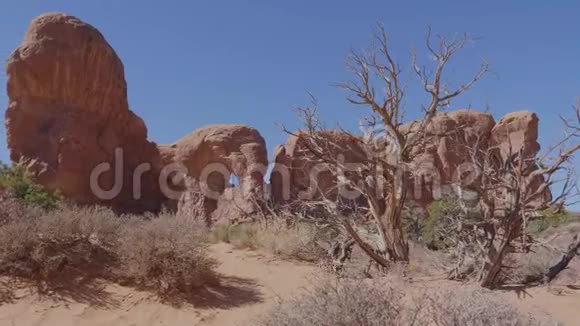 在炎热的沙漠中的枯树一个落基山的橙色背景视频的预览图
