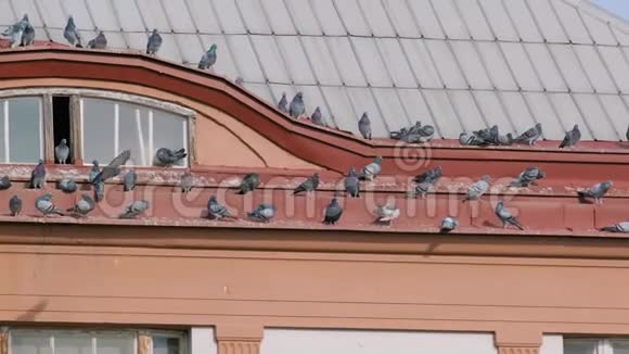 鸽子坐在城里一所老房子的屋顶上视频的预览图