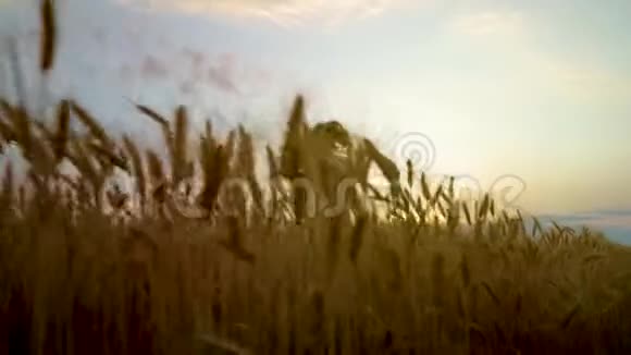 日落时在麦田里奔跑的快乐年轻女子低角度拍摄视频的预览图