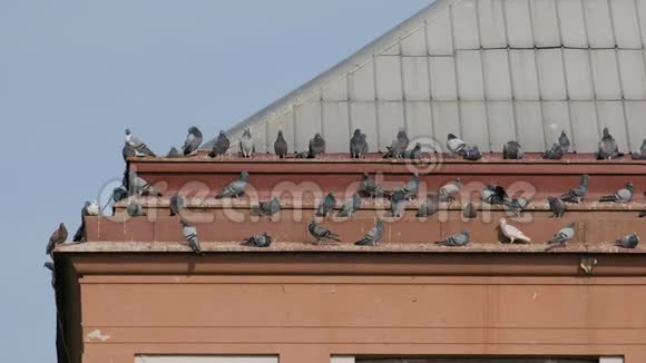 鸽子污染城市房屋屋顶的粪便视频的预览图