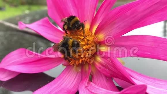 两只大黄蜂一起从一朵采摘的粉红色花中采集花蜜视频的预览图
