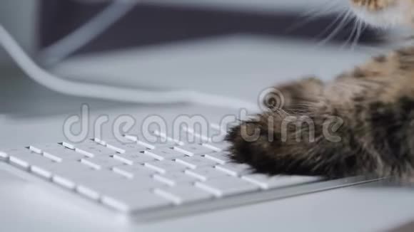 泰比猫正在电脑键盘上输入文字视频的预览图