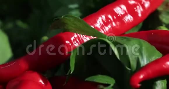 新鲜的芹菜和红辣椒有机棒顶部的镜头带绿色切割的热红辣椒隔离在花园绿色视频的预览图