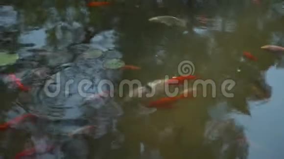 池塘里的游泳鱼视频的预览图