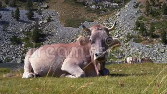 灰牛躺在山脚下的一片草地上位于一条山河两岸视频的预览图