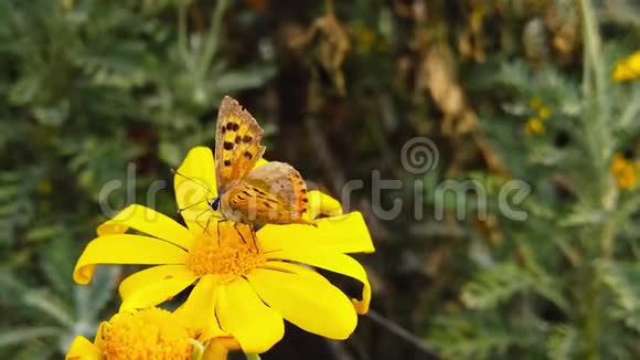 金色灌木上的老小铜蝴蝶雏菊04慢动作视频的预览图