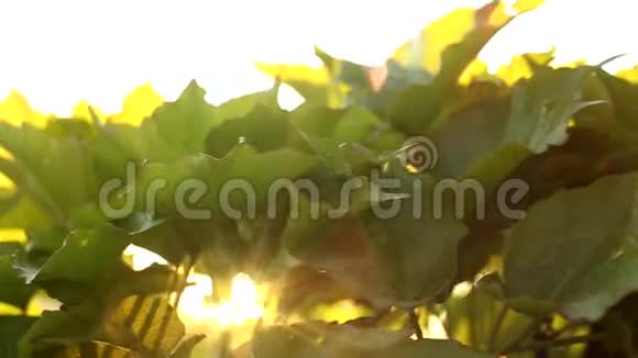 黎明的阳光透过树叶视频的预览图