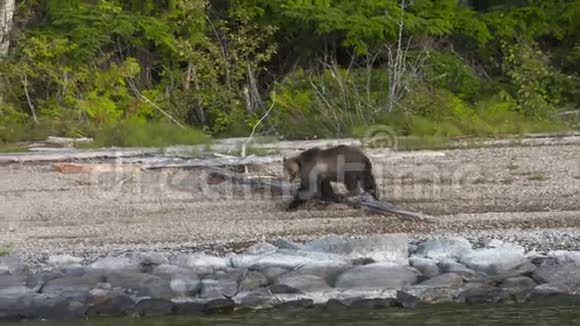 棕熊在河岸散步视频的预览图