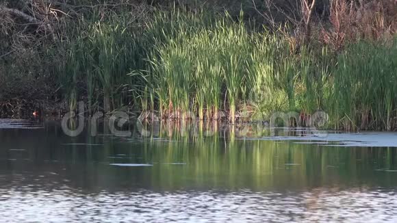 平静的池塘在池塘里奔腾视频的预览图