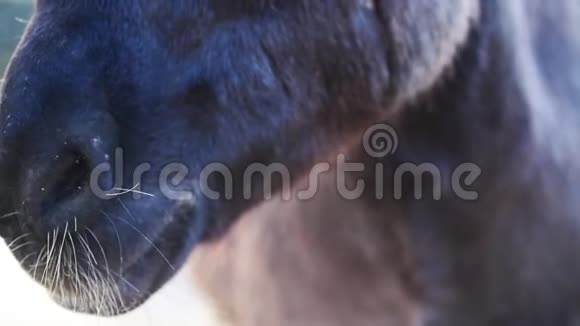 巴恩的驴鼻子视频的预览图
