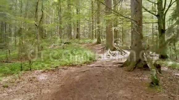 在穿过绿色森林的小径上徒步旅行观点走在泥泞的小路上的森林里黑森林徒步旅行视频的预览图