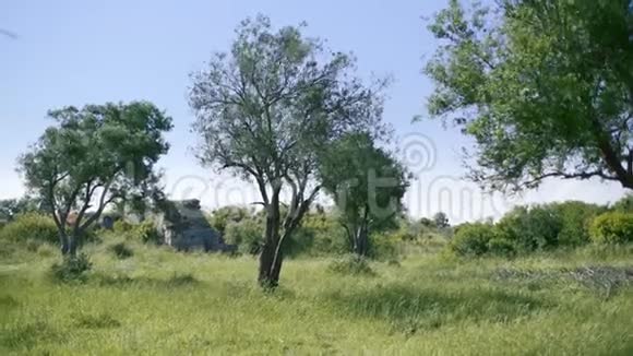 橄榄树在古镇的废墟中生长夏日的橄榄园景观视频的预览图