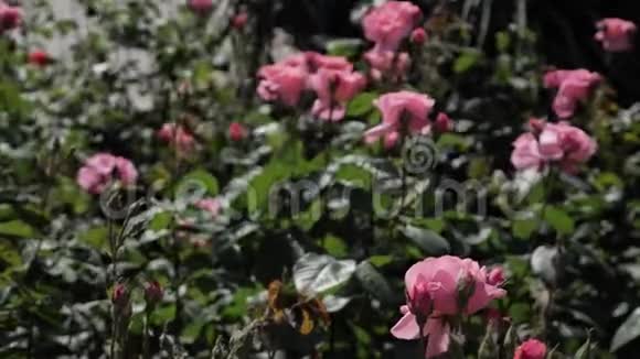 风摇动花园里的玫瑰花丛视频的预览图