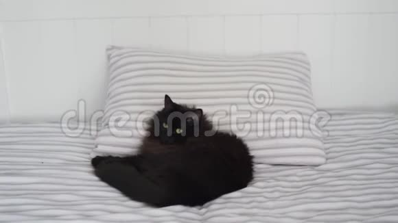 黑猫躺在床上环顾四周头靠在枕头上万圣节标志视频的预览图