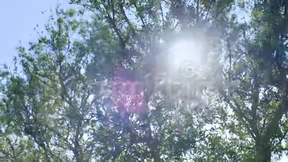 阳光下橄榄树茂盛的叶子橄榄树的树枝在风中摆动视频的预览图