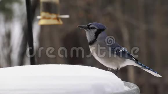 美丽的蓝鸟在雪地上吃种子慢动作视频的预览图