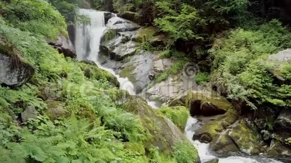在森林荒野中向美丽的瀑布走去特里伯格古塔奇河瀑布大自然的力量视频的预览图