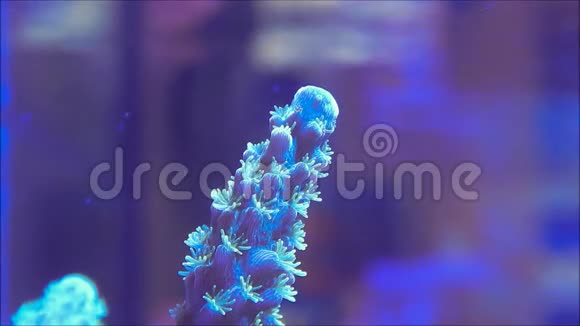 石珊瑚视频的预览图