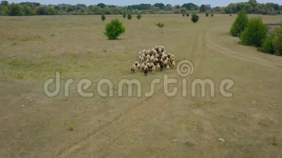 一群羊跟在后面在牧场上奔跑空中景观视频的预览图