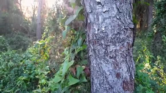 一片覆盖着常春藤松树的松树林视频的预览图