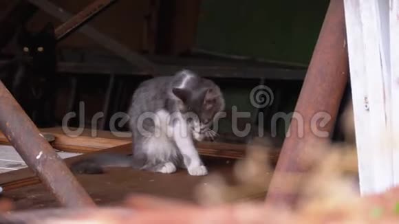 无家可归的灰色与白色野猫利克在一个垃圾填埋场三四个月的旧猫视频的预览图