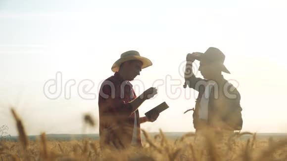 两名农民在日落时分在一片田里合作研究小麦作物一项男性农民的研究表明在一台数字平板电脑中视频的预览图