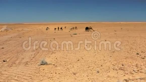 沙漠撒哈拉的骆驼视频的预览图
