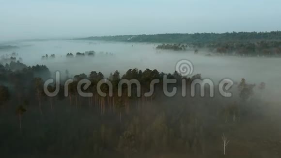 清晨雾蒙蒙的飞过松林的树梢飞到草地上视频的预览图