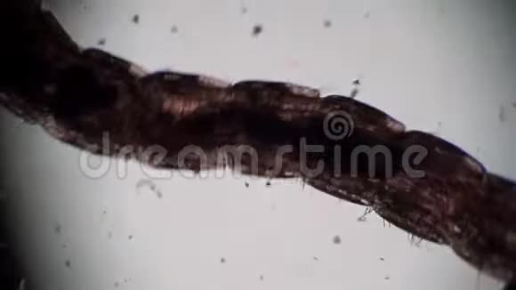 幼虫蚊蝇科在显微镜下的脏水特写镜头中移动视频的预览图