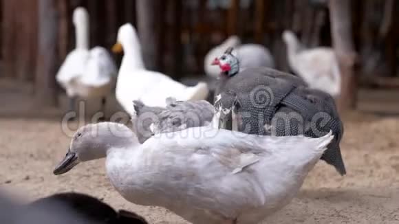 几内亚火鸟在农场里视频的预览图
