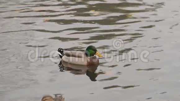 一群野鸭漂浮在平静的河面上视频的预览图