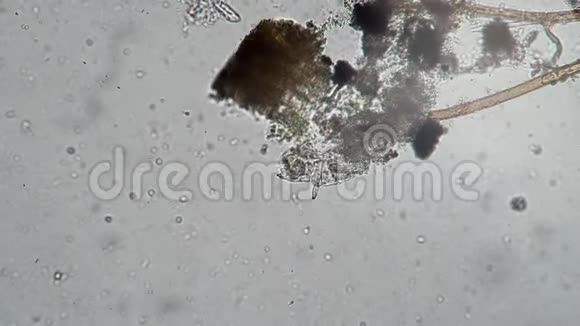 大型轮虫通过过滤水和躲在藻类中觅食视频的预览图
