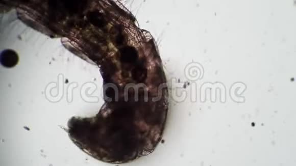 幼虫蚊蝇科在显微镜下的脏水特写镜头中移动视频的预览图