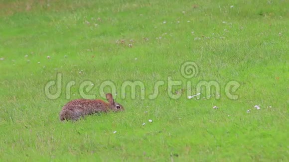 春天的兔子在草坪上视频的预览图