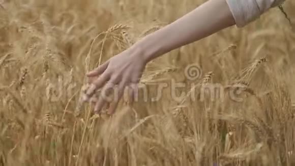 手扶女孩近距离触摸田间小麦黄穗黄金时间视频的预览图