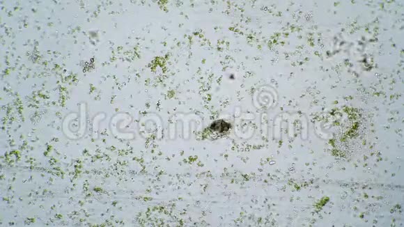 纤毛虫在一滴水中运行以原生动物为食视频的预览图