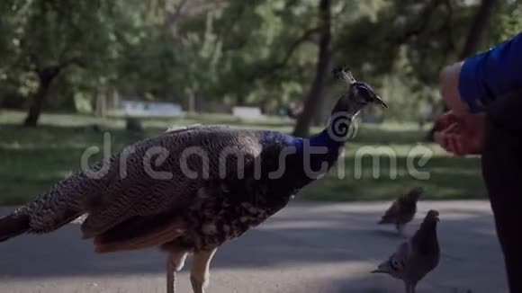 孔雀在绿色公园用手吃饭视频的预览图