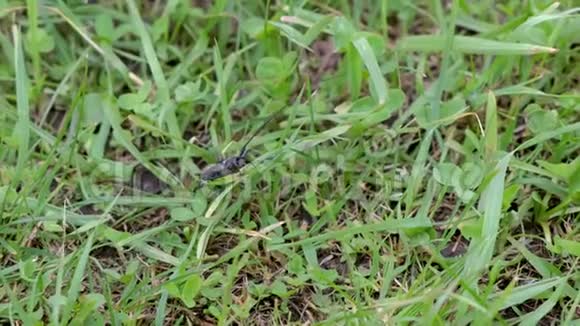 大黑甲虫长天线坐在草地上野生昆虫视频的预览图