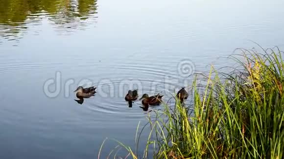 一家家野鸭在湖里游泳视频的预览图